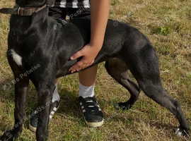 11 month Bull x Bitch