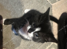 Kitten