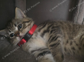 Beautiful Kittens Looking for Loving Homes