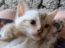 Bengal Kittens