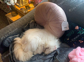 Lovely natured Persian cat