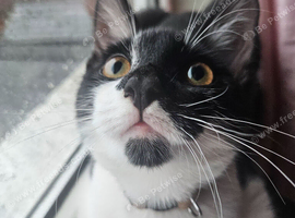 Male cat