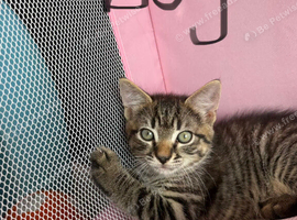 3 tabby kittens ready for a home