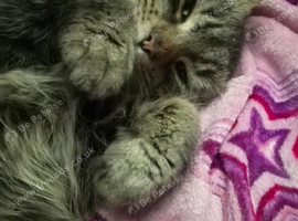 One year old male .. reduced to &pound;300 from &pound;450
