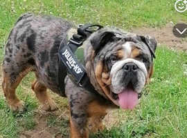 English Bulldog Stud