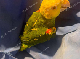 Semi tame DYH Amazon