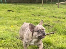 Exotic frenchie fluffy & carriers