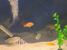 African cichlids