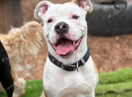 Rehome