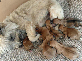 5 puppies