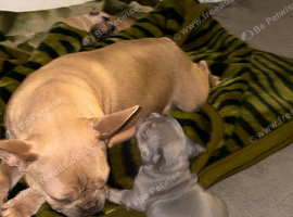 French bulldog puppies