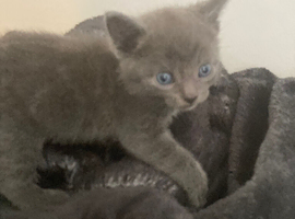 Kittens looking for a forever home