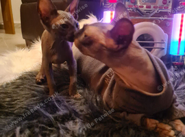 Sphynx kittens