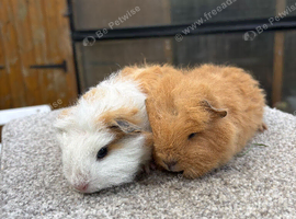 Swiss Boars Available