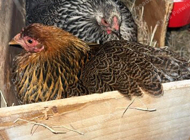 2 hens