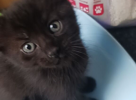 Black kittens