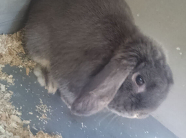 Rabbit needs to go asap