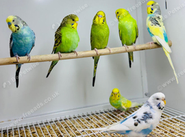 Budgies