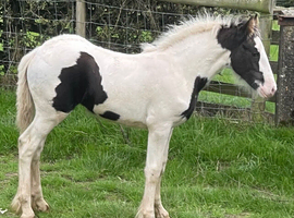 Dolly, sports horse type