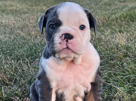 English Bulldog Pups