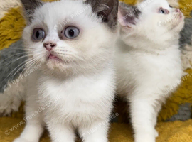 British shorthair