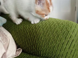 White and ginger boy for sale