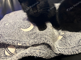 11 weeks old kitten looking for her forever loving home