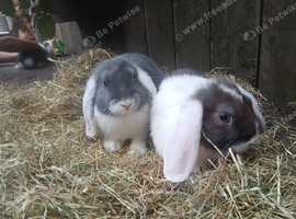 mini lop boys available