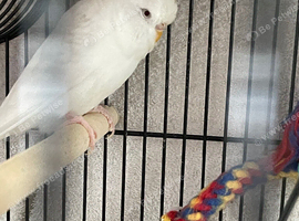 Budgies and finch