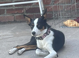 Mable 8 months old for sale