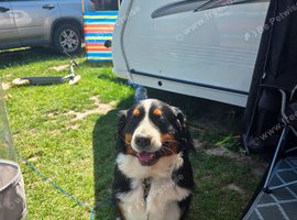 Mango the bernese