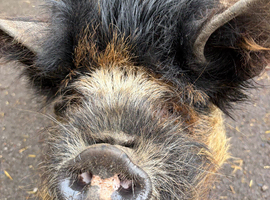 Kunekune boar