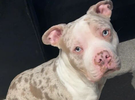 ABCK registered champagne white mearl pocket bully
