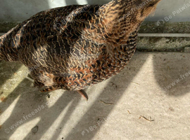 Jumbo Quail ( x2 Females. x4 males Free )