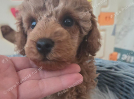 IKC Registered Toy Poodle Boy
