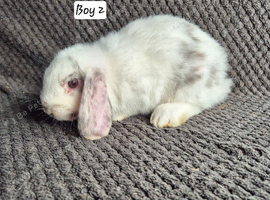Mini Lop Bunnies