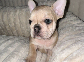 French bulldog puppy for sale
