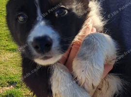Border collie puppy