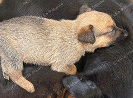 Belgian Malinois x Rottweiler puppys