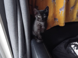 1 kitten for sale