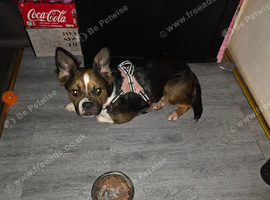 ASAP Boston Terrier X Frenchie