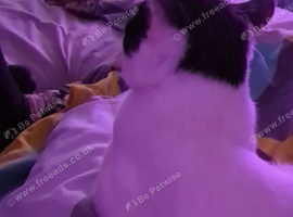 Male cat Charlie