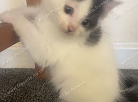 3 kittens