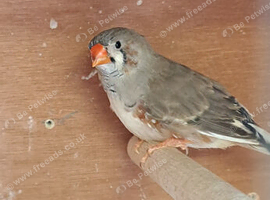Zebra Finches