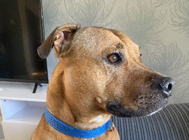 Staffy Cross