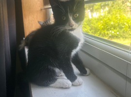 10 week old kittens