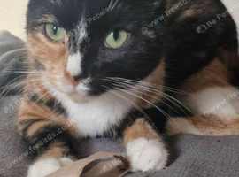 Urgent older kitten/young cats needing new homes (please read)
