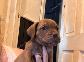 Dogue de Bordeaux x cane corso ready now