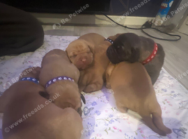 Pressa x Dog de Bordeaux