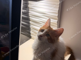 Maine Coon x Persian
